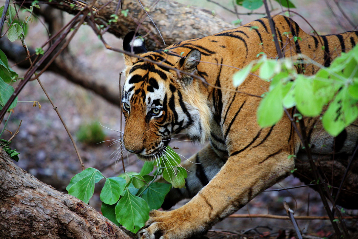 ranthambore-national-park-wish-bone-india