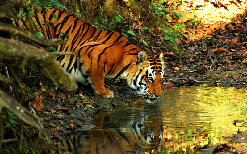 Kanha National Park