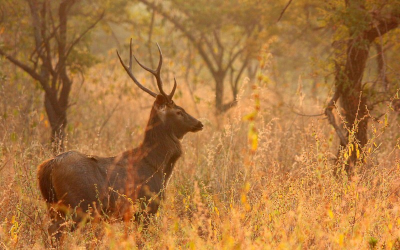 Panna National Park